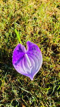 Load image into Gallery viewer, Real Touch Anthurium Ear Picks - Available in 7 Colors
